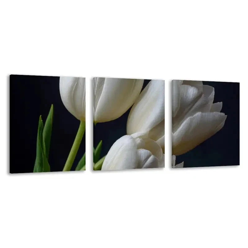 3pcs White Tulips Isolated on Black Background Wall Art Set Canvas Framed 60x90cm - High Quality Print 100% Australian Made Wall Canvas Ready to Hang