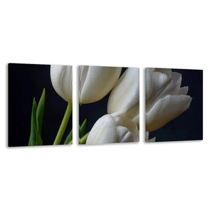 3pcs White Tulips Isolated on Black Background Wall Art Set Canvas Framed 60x90cm - High Quality Print 100% Australian Made Wall Canvas Ready to Hang