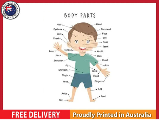 NEW (LAMINATED) Body Parts (61X91CM) Educational CHART PICTURE PRINT
