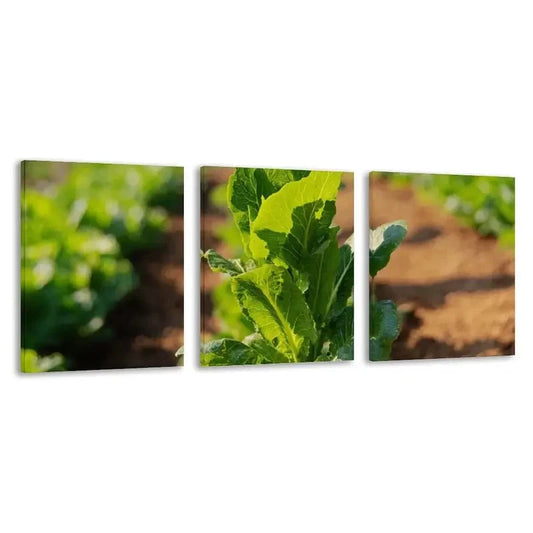 3pcs The Fresh Green Lettuce Growing   Wall Art Set Canvas Framed 60x90cm - High Quality Print 100% Australian Made Wall Canvas Ready to Hang