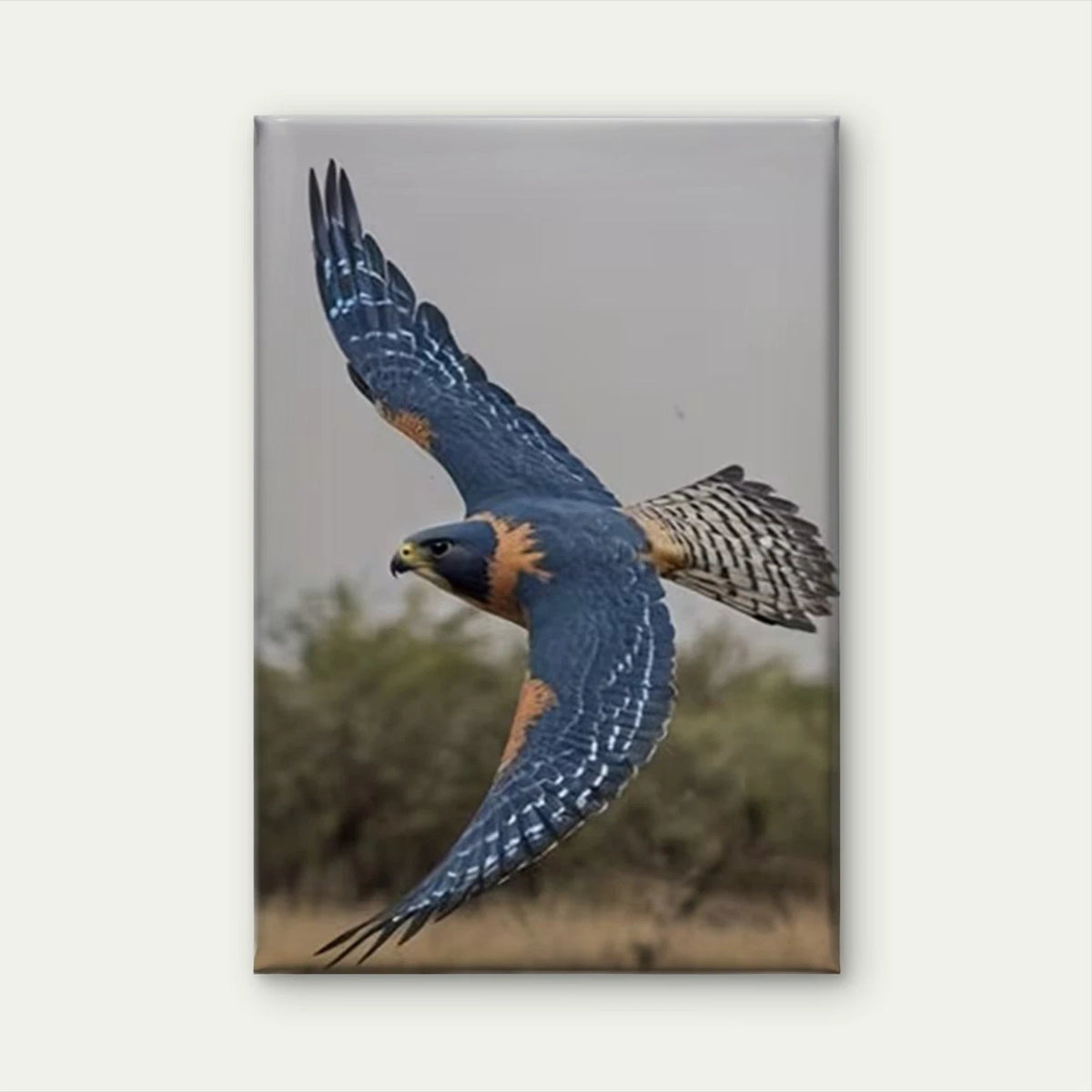 Falcon in Flight: Grace in Motion Metal Print Ready to Hang