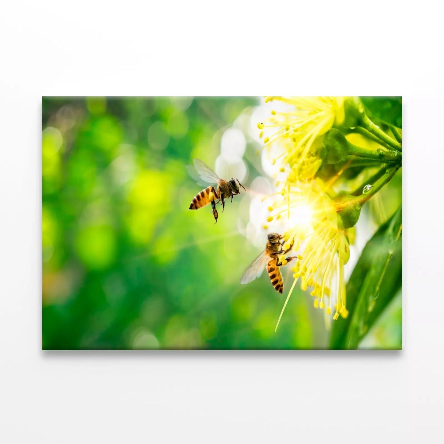 Bee Collecting Pollen In Flower Wall Art Decor 100% Australian Made