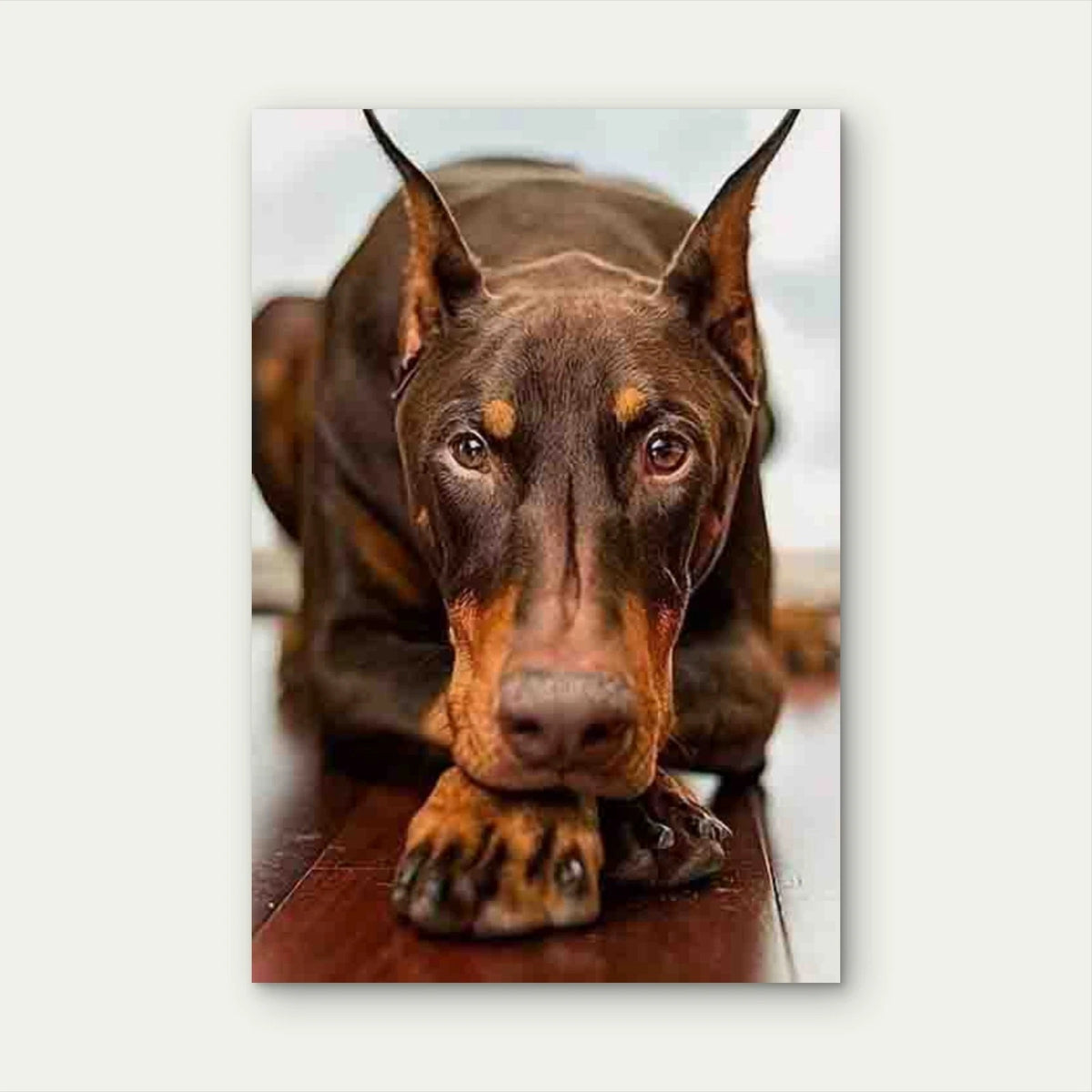 Doberman Gaze Metal Print Ready to Hang