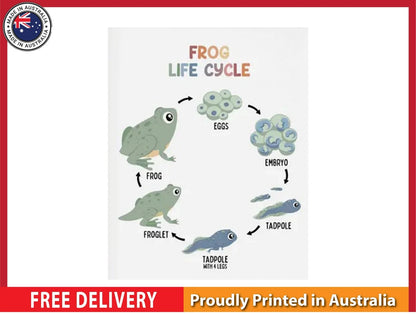 NEW (LAMINATED) FROG LIFE STYLE (61X91CM) EDUCATIONAL CHART PICTURE PRINT