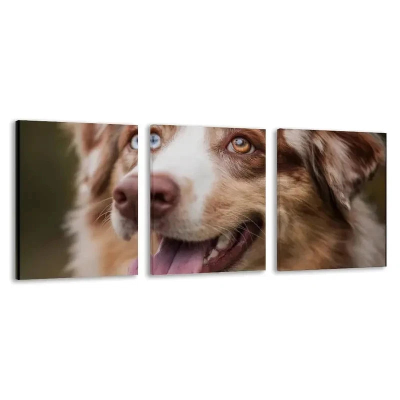 3pcs Australian Shepherd Dog Color Blue Eye  Wall Art Set Canvas Framed 60x90cm - High Quality Print 100% Australian Made Wall Canvas Ready to Hang