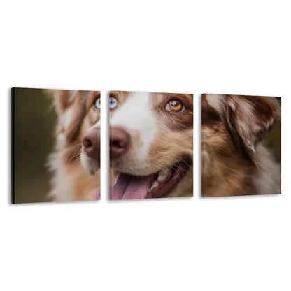 3pcs Australian Shepherd Dog Color Blue Eye  Wall Art Set Canvas Framed 60x90cm - High Quality Print 100% Australian Made Wall Canvas Ready to Hang