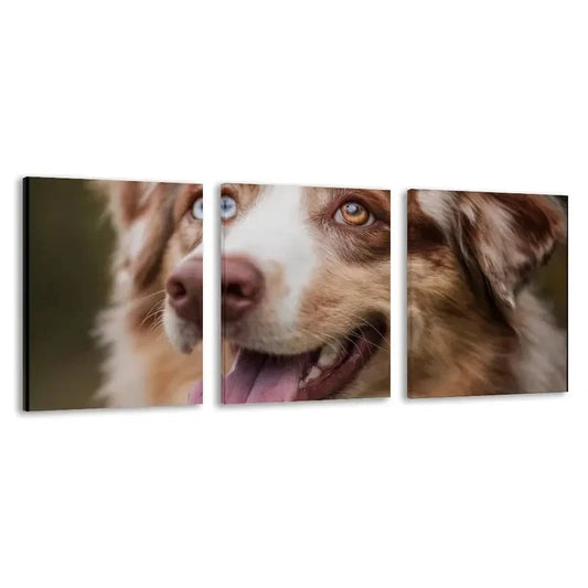 3pcs Australian Shepherd Dog Color Blue Eye  Wall Art Set Canvas Framed 60x90cm - High Quality Print 100% Australian Made Wall Canvas Ready to Hang
