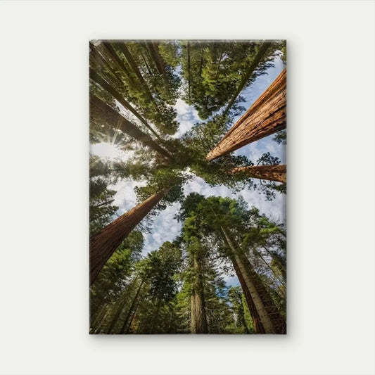Vibrant Sunlight Through Trees Design Metal Print Ready to Hang
