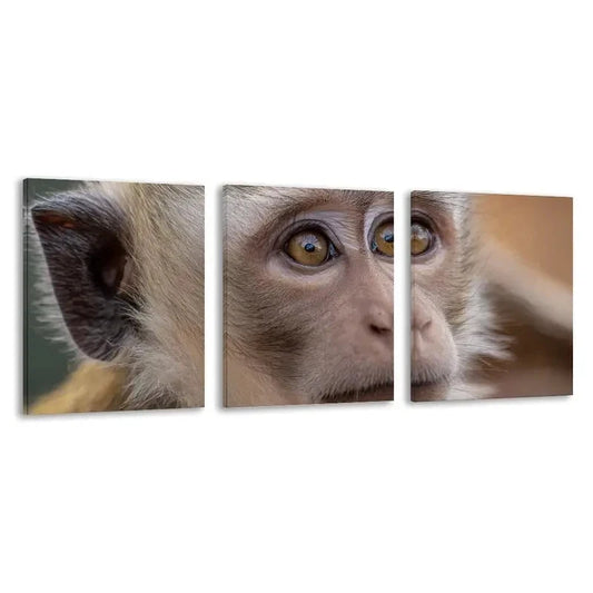 3pcs The Intense Stare Of The Monkey   Wall Art Set Canvas Framed 60x90cm - High Quality Print 100% Australian Made Wall Canvas Ready to Hang