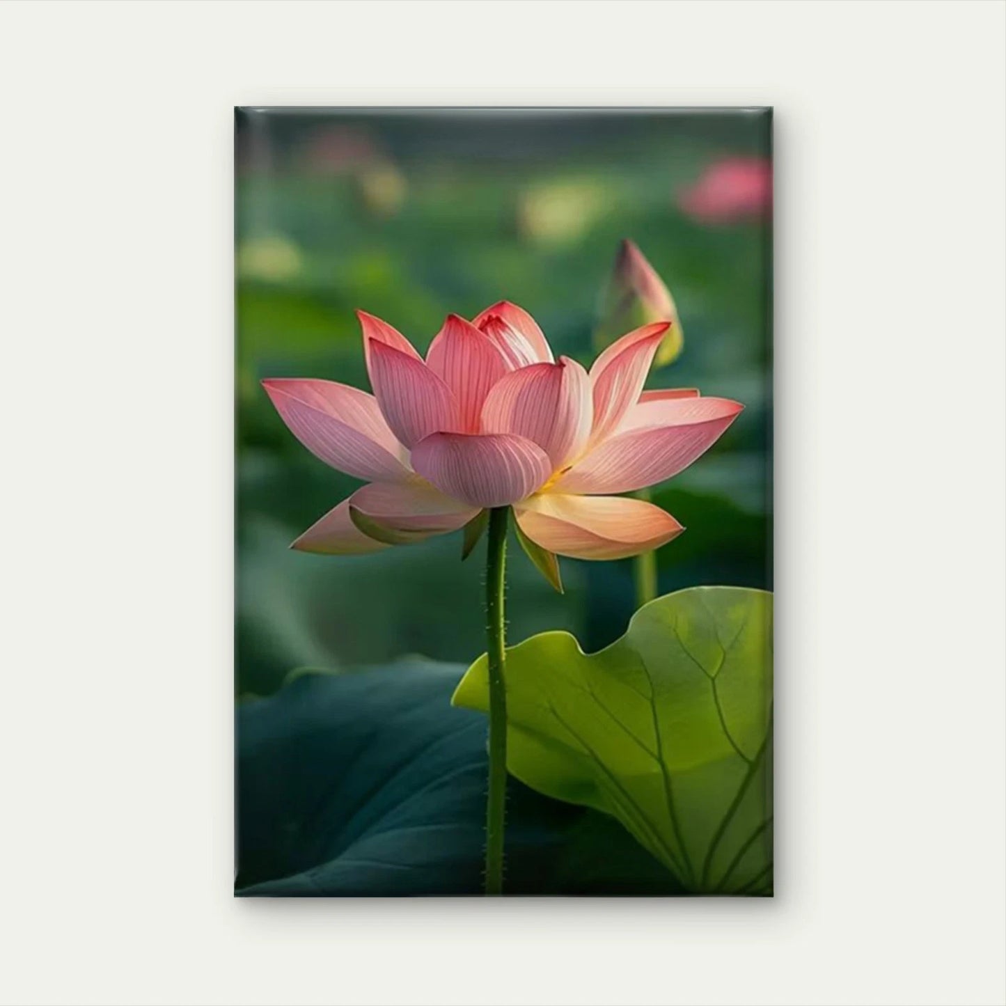 Sun-Kissed Pink for Lotus 60x90cm Metal Print Ready to Hang