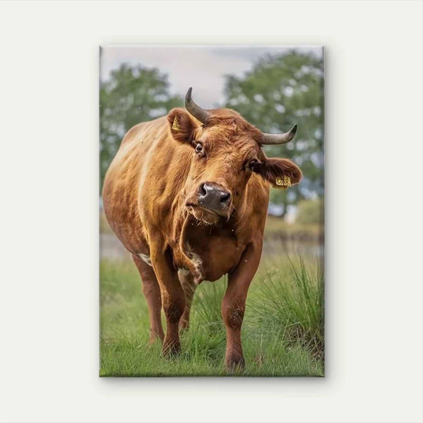 Rustic Ox Traditional French Style 60x90cm Metal Print Ready to Hang