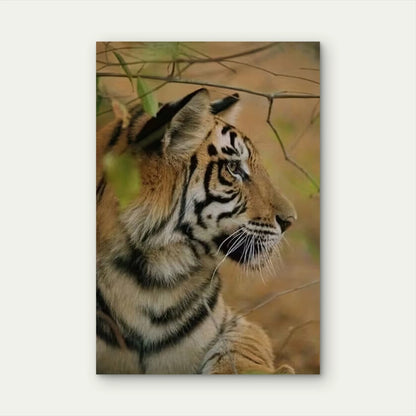 Majestic Tiger Metal Print Ready to Hang