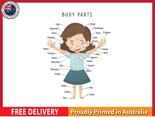 NEW (LAMINATED) Body Parts (61X91CM) Educational CHART PICTURE PRINT