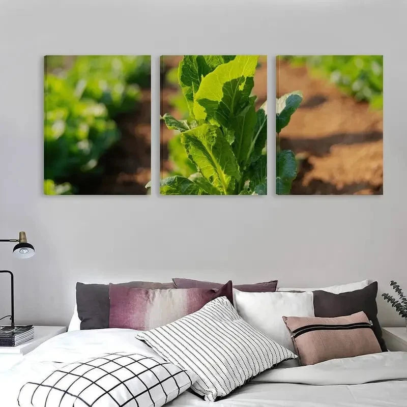 3pcs The Fresh Green Lettuce Growing   Wall Art Set Canvas Framed 60x90cm - High Quality Print 100% Australian Made Wall Canvas Ready to Hang