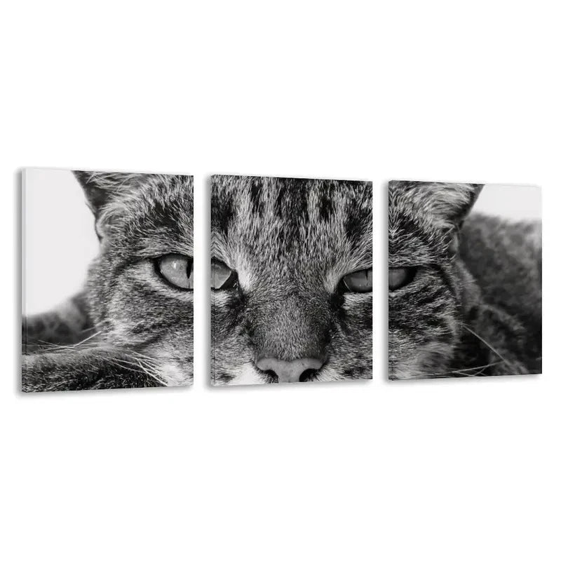3pcs Modern Black and White Tabby Cat Deco    Wall Art Set Canvas Framed 60x90cm - High Quality Print 100% Australian Made Wall Canvas Ready to Hang