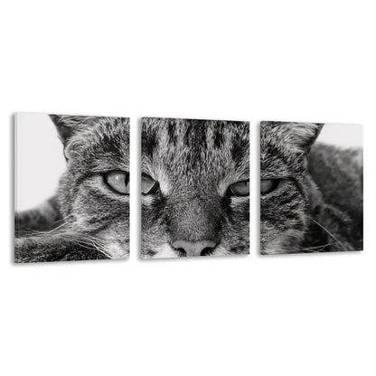 3pcs Modern Black and White Tabby Cat Deco    Wall Art Set Canvas Framed 60x90cm - High Quality Print 100% Australian Made Wall Canvas Ready to Hang