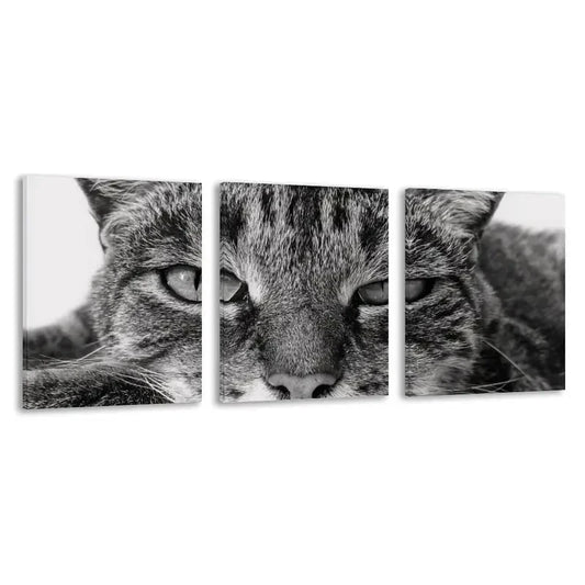 3pcs Modern Black and White Tabby Cat Deco    Wall Art Set Canvas Framed 60x90cm - High Quality Print 100% Australian Made Wall Canvas Ready to Hang