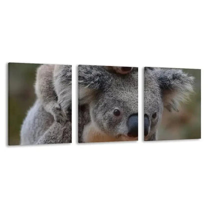 3pcs Australian Baby Koala Riding Mother Back  Wall Art Set Canvas Framed 60x90cm - High Quality Print 100% Australian Made Wall Canvas Ready to Hang