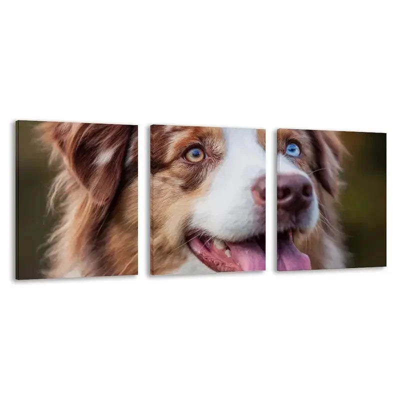 3pcs Australian Shepherd Dog with one blue eye  Wall Art Set Canvas Framed 60x90cm - High Quality Print 100% Australian Made Wall Canvas Ready to Hang