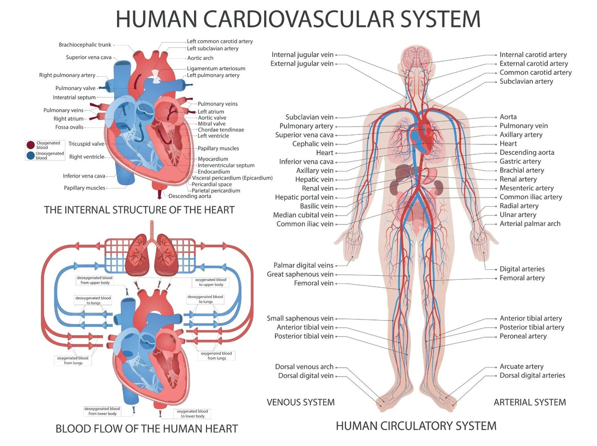NEW (LAMINATED) CARDIOVASCULAR SYSTEM (61X91CM) EDUCATIONAL CHART PICTURE PRINT