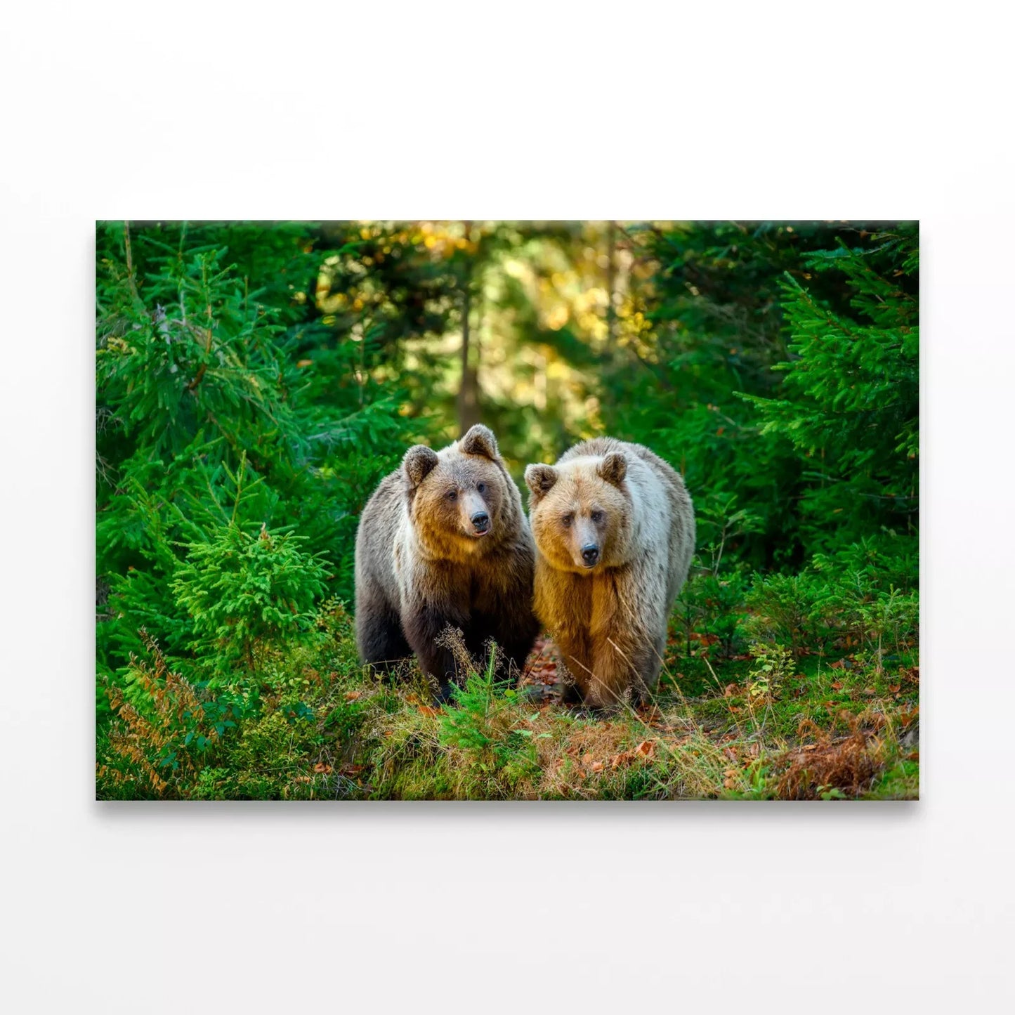 Two Big Brown Bear In Forest Wall Art Decor 100% Australian Made