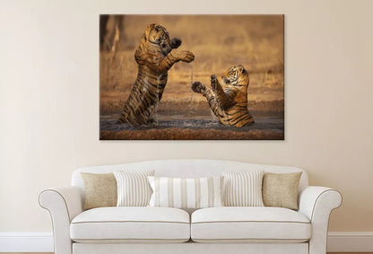 Tiger Walking During Golden Light  Wall Art Decor 100% Australian Made