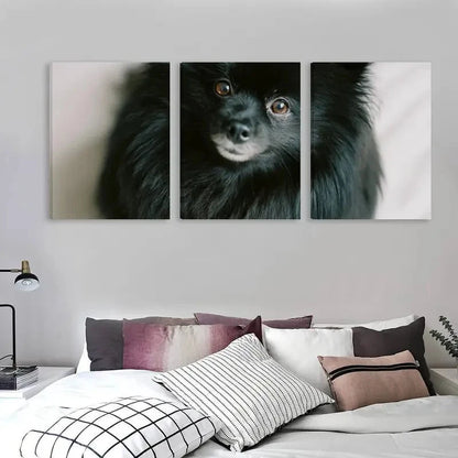 3pcs Pomeranian Black Dog Staring Forward    Wall Art Set Canvas Framed 60x90cm - High Quality Print 100% Australian Made Wall Canvas Ready to Hang