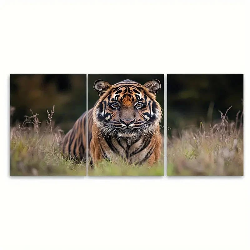 3pcs Tiger Wildlife Photography RE Wall Art Set Canvas Framed 60x90cm - High Quality Print 100% Australian Made Wall Canvas Ready to Hang