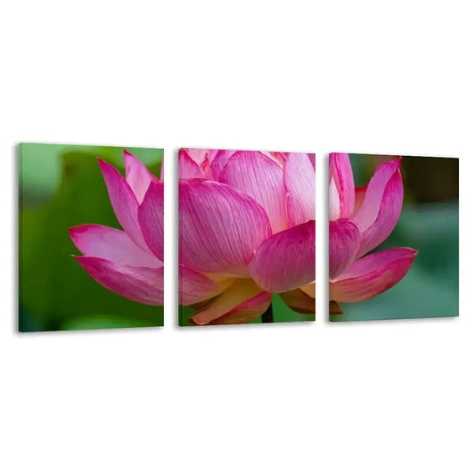 3pcs Pink for Lotus flower Blooms in the Center Wall Art Set Canvas Framed 60x90cm - High Quality Print 100% Australian Made Wall Canvas Ready to Hang