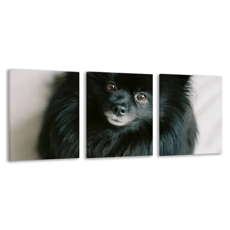 3pcs Pomeranian Black Dog Staring Forward    Wall Art Set Canvas Framed 60x90cm - High Quality Print 100% Australian Made Wall Canvas Ready to Hang
