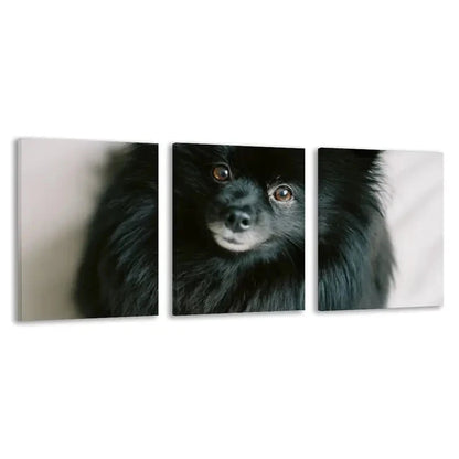 3pcs Pomeranian Black Dog Staring Forward    Wall Art Set Canvas Framed 60x90cm - High Quality Print 100% Australian Made Wall Canvas Ready to Hang