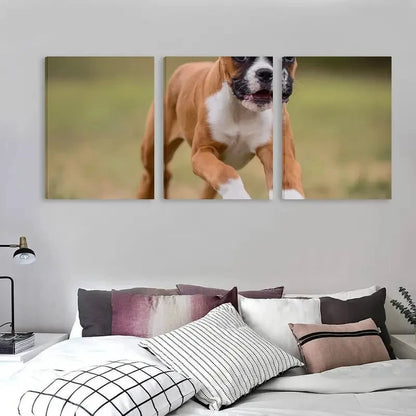 3pcs Brown & White Boxer Puppy on Grass Running Wall Art Set Canvas Framed 50x70cm - High Quality Print 100% Australian Made Wall Canvas Ready to Hang