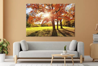 Autumn Tree With Golden ,Red Leaves Wall Art Decor 100% Australian Made
