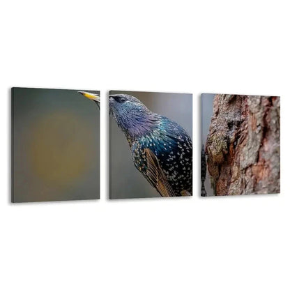 3pcs Sturnus vulgaris photo of a starling Wall Art Set Canvas Framed 50x70cm - High Quality Print 100% Australian Made Wall Canvas Ready to Hang