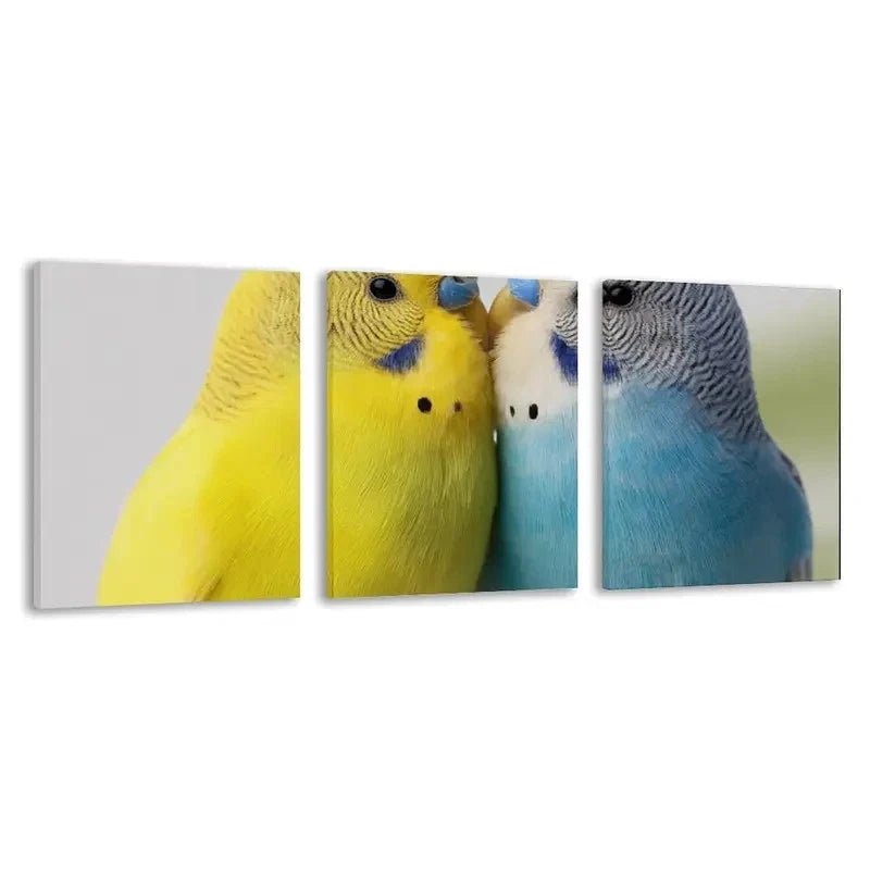 3pcs Two colorful Budgerigars against a white Wall Art Set Canvas Framed 40x60cm - High Quality Print 100% Australian Made Wall Canvas Ready to Hang