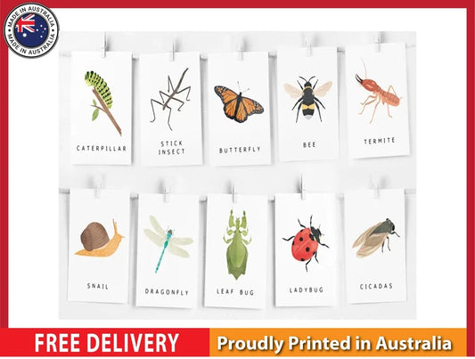 NEW (LAMINATED) Insects Flash Cards (61X91CM) Educational CHART PICTURE PRINT