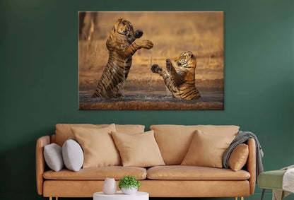 Tiger Walking During Golden Light  Wall Art Decor 100% Australian Made