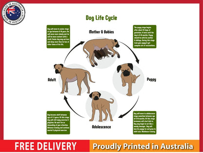 NEW (LAMINATED) DOG LIFE CYCLE (61X91CM) EDUCATIONAL CHART PICTURE PRINT