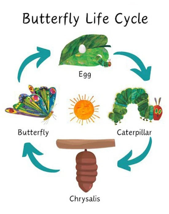NEW (LAMINATED) BUTTERFLY LIFE CYCLE (61X91CM) EDUCATIONAL CHART PICTURE PRINT
