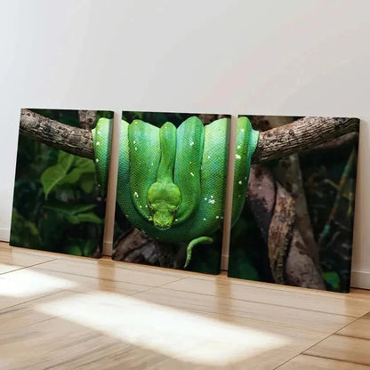 3pcs Cold Blooded Reptile Art Snake Python Wall Art Set Canvas Framed 40x60cm - High Quality Print 100% Australian Made Wall Canvas Ready to Hang