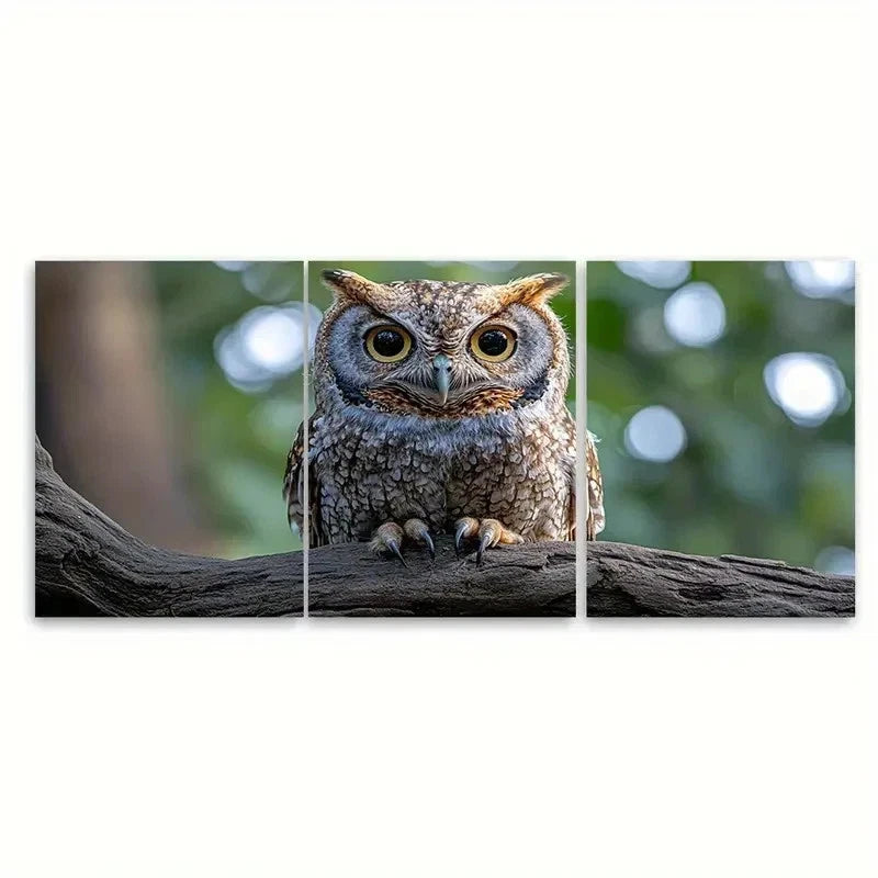 3pcs Realistic Eastern Screech Owl RK    Wall Art Set Canvas Framed 60x90cm - High Quality Print 100% Australian Made Wall Canvas Ready to Hang