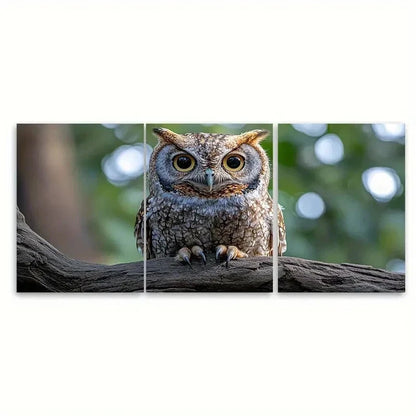 3pcs Realistic Eastern Screech Owl RK    Wall Art Set Canvas Framed 60x90cm - High Quality Print 100% Australian Made Wall Canvas Ready to Hang