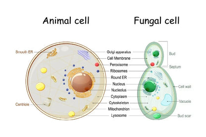 NEW (LAMINATED) Animal Cell & Fungal Cell (61X91CM) SCIENCE CHART PICTURE PRINT
