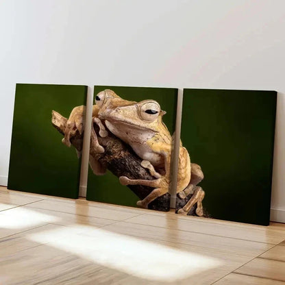 3pcs Tree Frog Lying On A Branch Print Wall Art Set Canvas Framed 40x60cm - High Quality Print 100% Australian Made Wall Canvas Ready to Hang