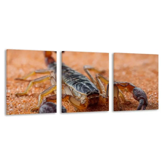 3pcs Scorpion on Orange Carpet Decoration Wall Art Set Canvas Framed 60x90cm - High Quality Print 100% Australian Made Wall Canvas Ready to Hang