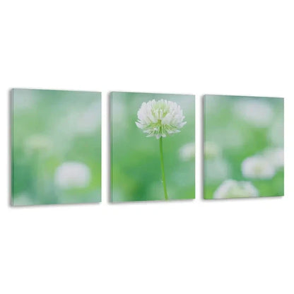 3pcs A Single White Clover In Bloom  Wall Art Set Canvas Framed 60x90cm - High Quality Print 100% Australian Made Wall Canvas Ready to Hang