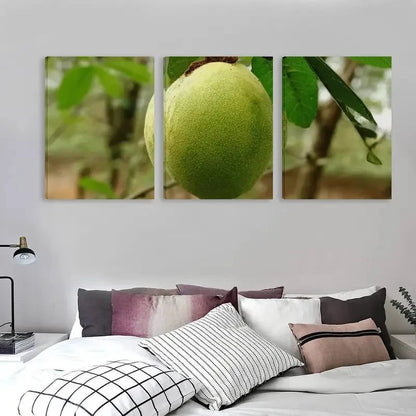 3pcs Nature's Raw Mango On The Tree  Wall Art Set Canvas Framed 60x90cm - High Quality Print 100% Australian Made Wall Canvas Ready to Hang