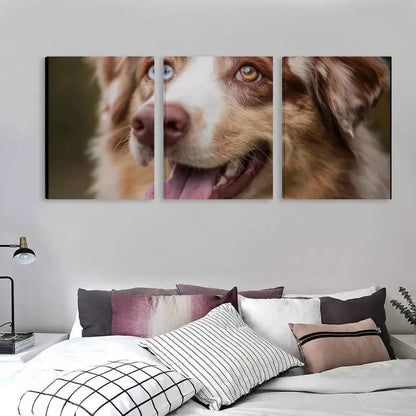 3pcs Australian Shepherd Dog Color Blue Eye  Wall Art Set Canvas Framed 60x90cm - High Quality Print 100% Australian Made Wall Canvas Ready to Hang
