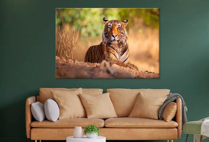Amazing Tiger In The Nature Wall Art Decor 100% Australian Made