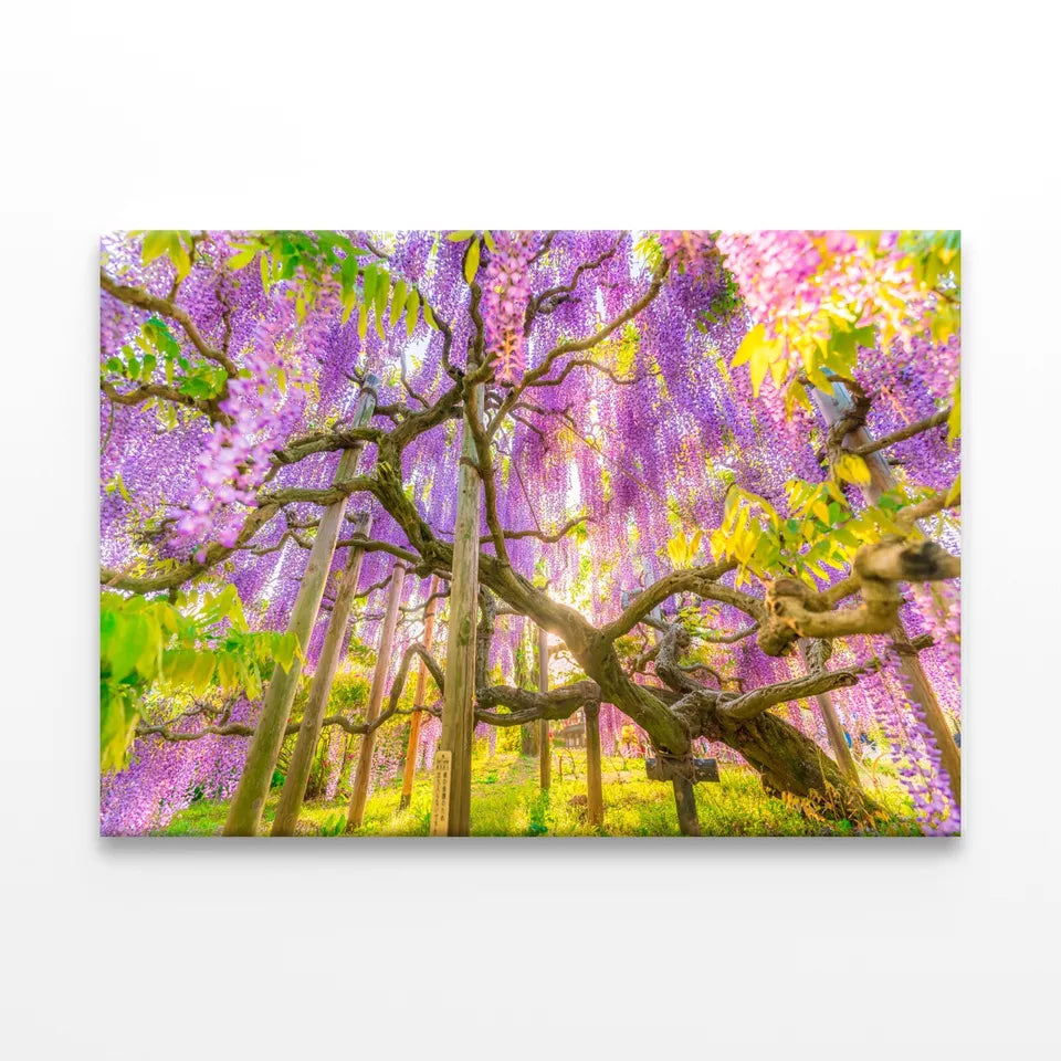 Wisteria At Ashikaga Flower Park Wall Art Decor 100% Australian Made - Bella Home Decor